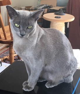 Holly (cropped)